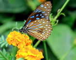 Парк бабочек Хуа Хин (Panee Butterfly Farm)