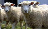 Black Sheep Farm Хуа Хин